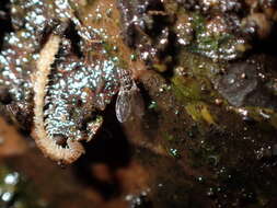 Image of Pomace fly