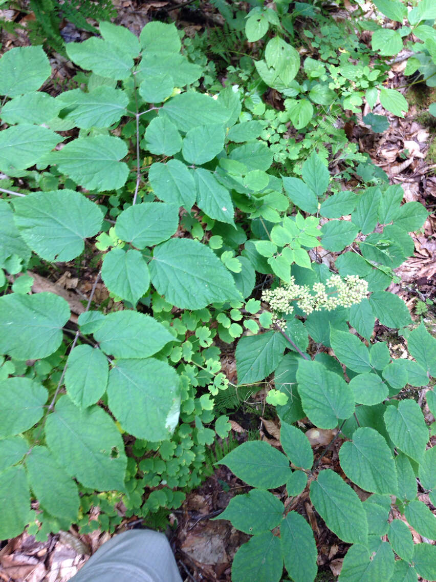 Image of American spikenard