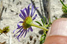 Image of Felicia tenella subsp. tenella