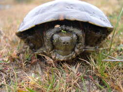 Image of Mauremys leprosa leprosa (Schweigger 1812)