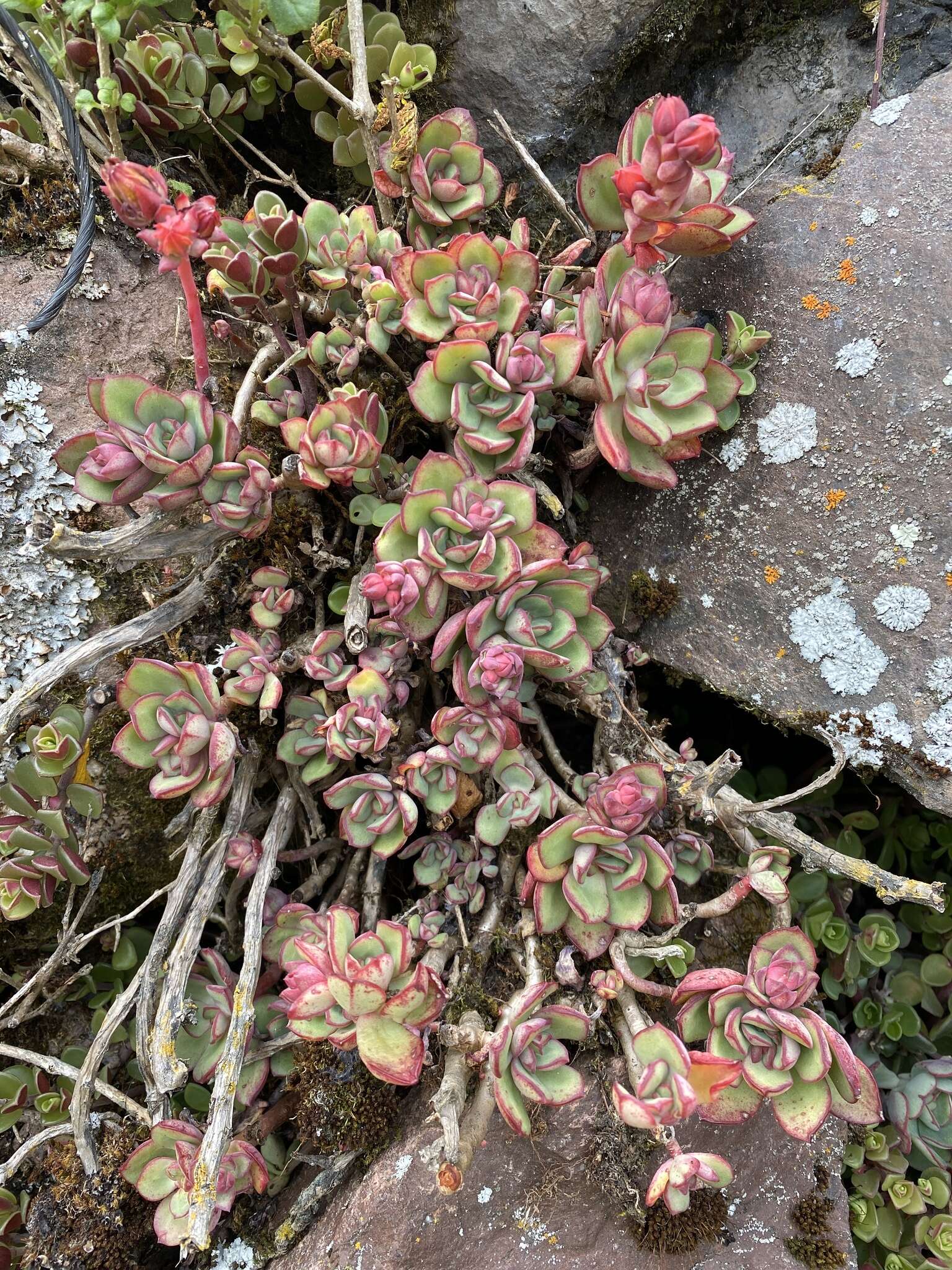 Image of Echeveria quitensis (Kunth) Lindley