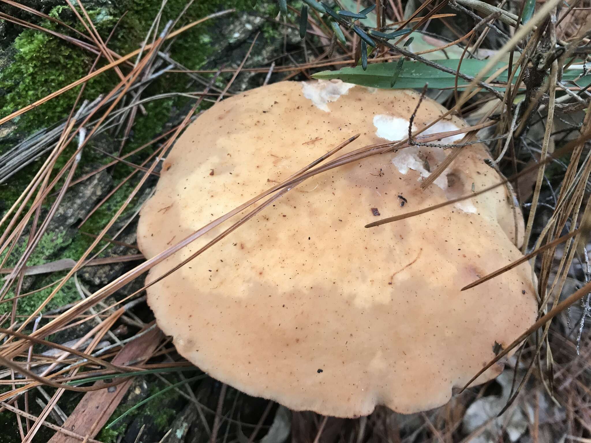 Image of Rhodocollybia laulaha Desjardin, Halling & Hemmes 1999