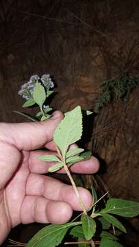 Image of Stevia triflora DC.