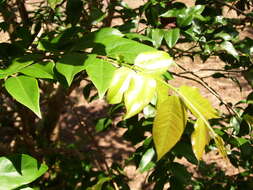 Image of guavaberry