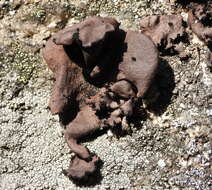 Image of manyroot navel lichen