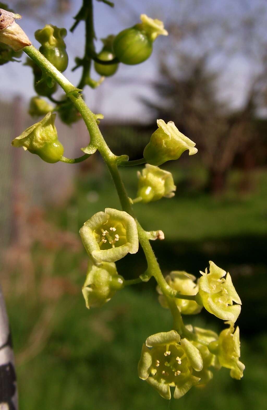 Image of Red Currant