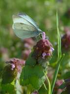 Image of small white