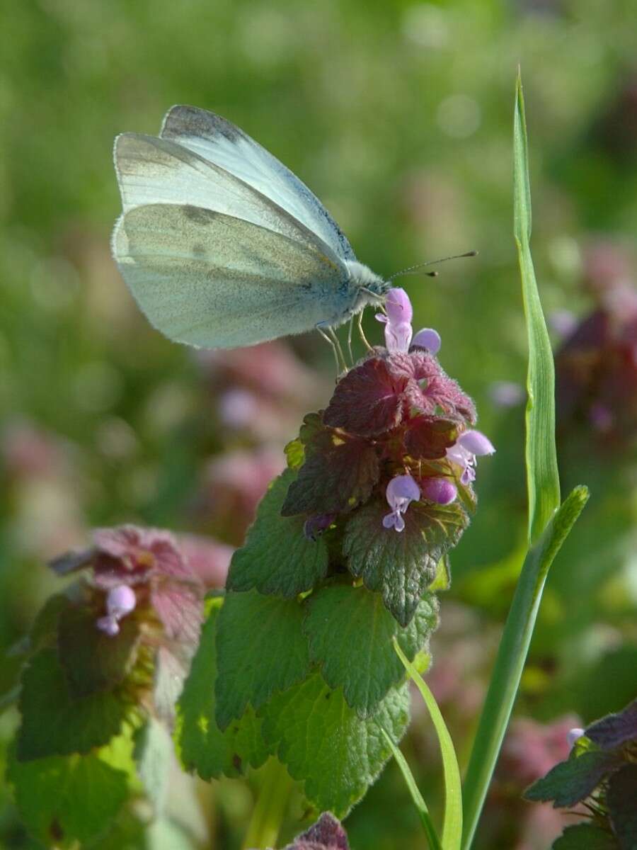 Image of small white