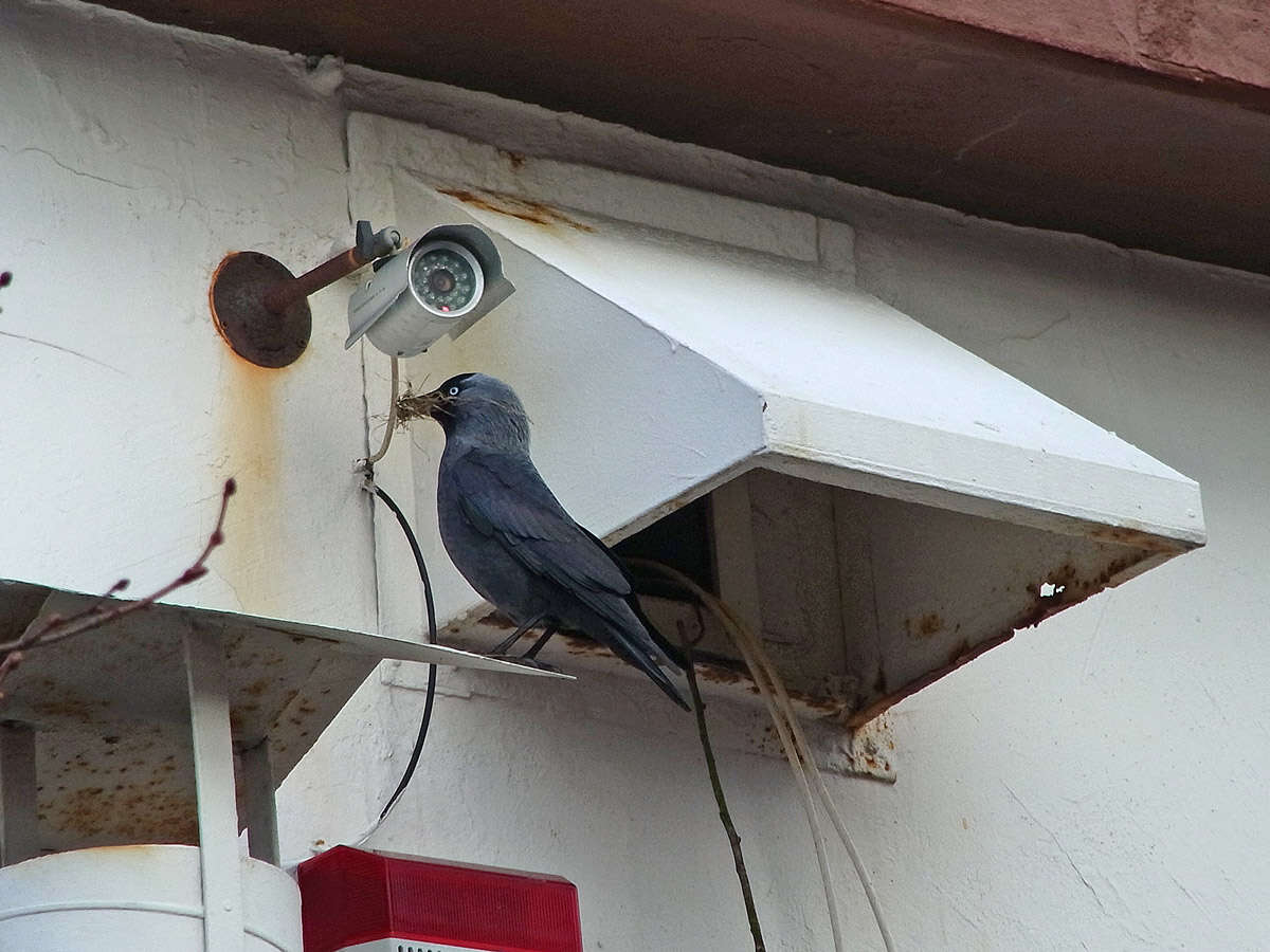 Image of Eurasian Jackdaw