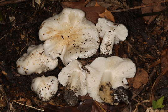 Image of Tricholoma subresplendens (Murrill) Murrill 1914