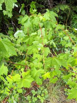 Imagem de Acer glabrum var. douglasii (Hook.) Dippel