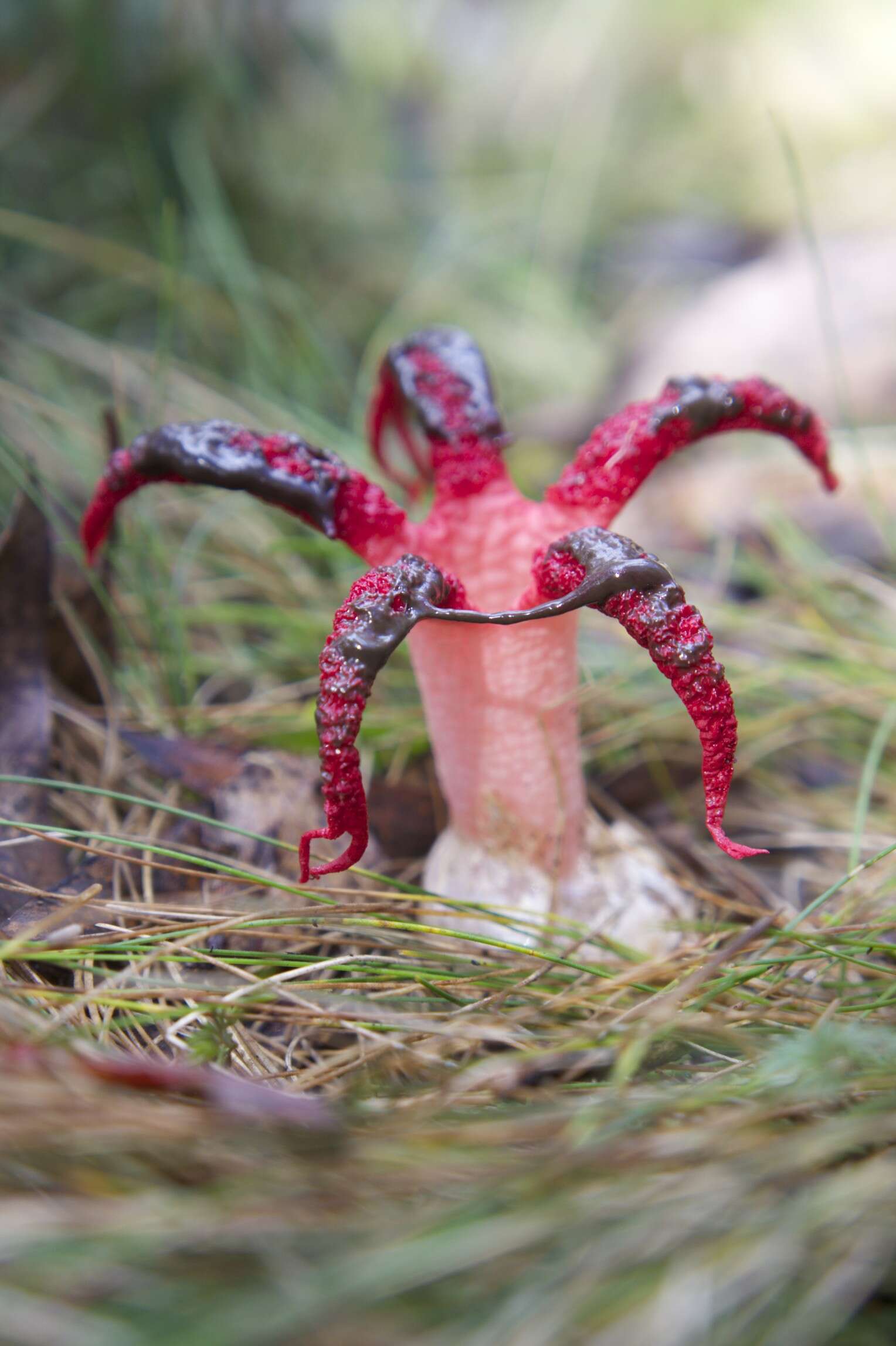 Image of octopus stinkhorn