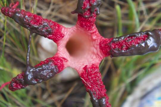 Image of octopus stinkhorn