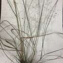 Image de Eragrostis capillaris (L.) Nees