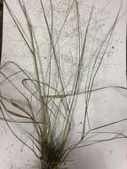 Image of lace grass