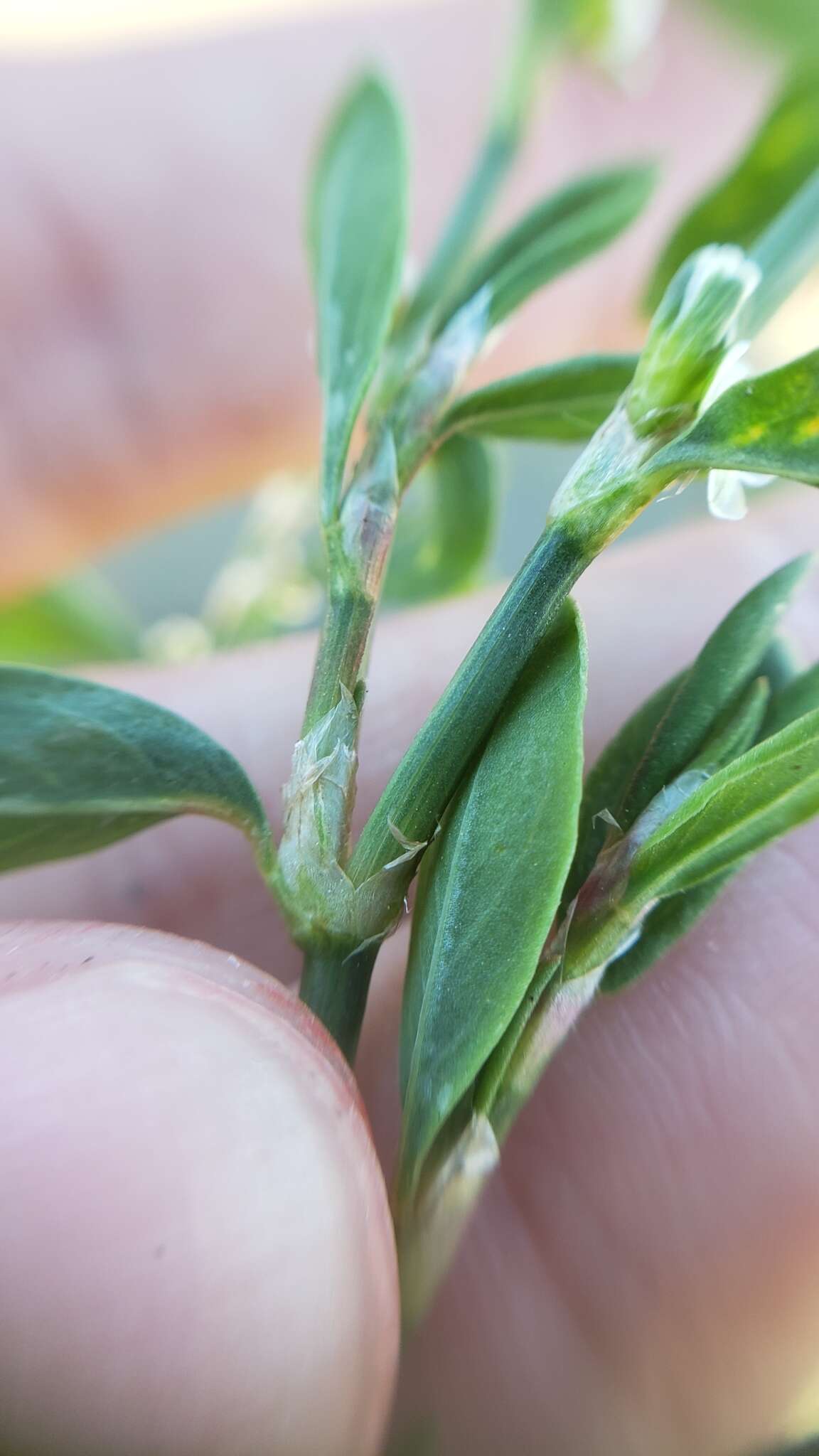 Image of Polygonum aviculare subsp. aviculare