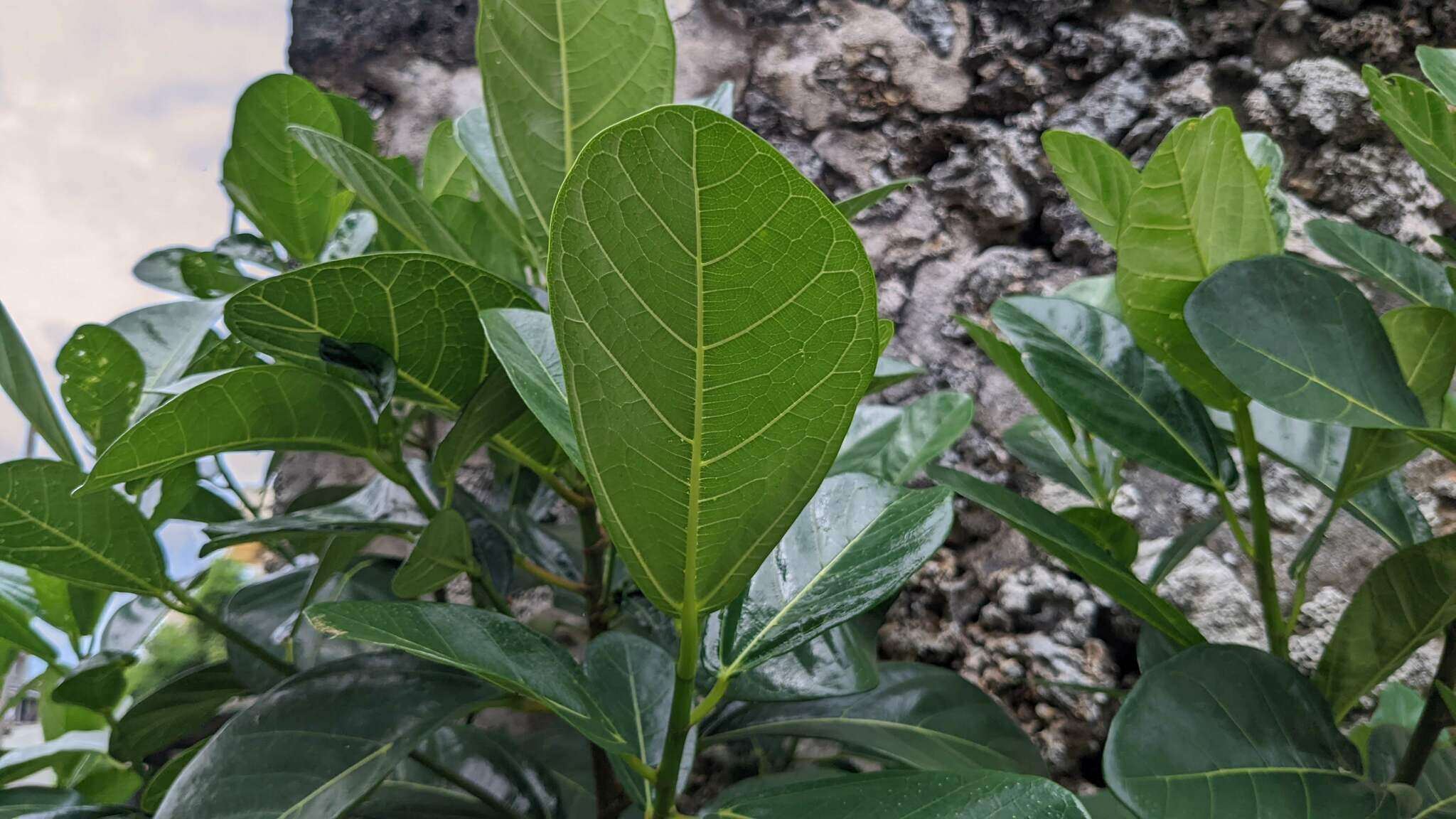 Image de Ficus pedunculosa Miq.