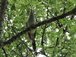 Image of Yellow-billed Cuckoo