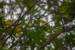 Image of Pied-crested Tit-Tyrant