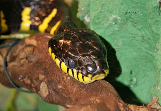 Image of Gold-ringed Cat snake