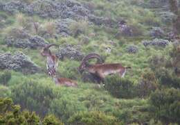 Image of Walia Ibex