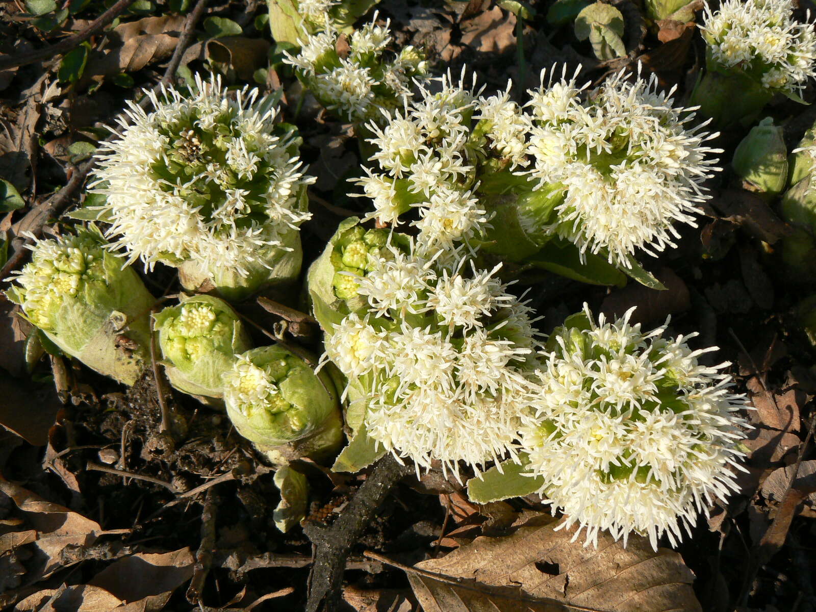 Image of Petasites albus (L.) Gaertn.