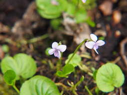 Image of marsh violet