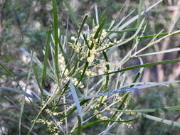 Imagem de Acacia mucronata subsp. longifolia (Benth.) Court
