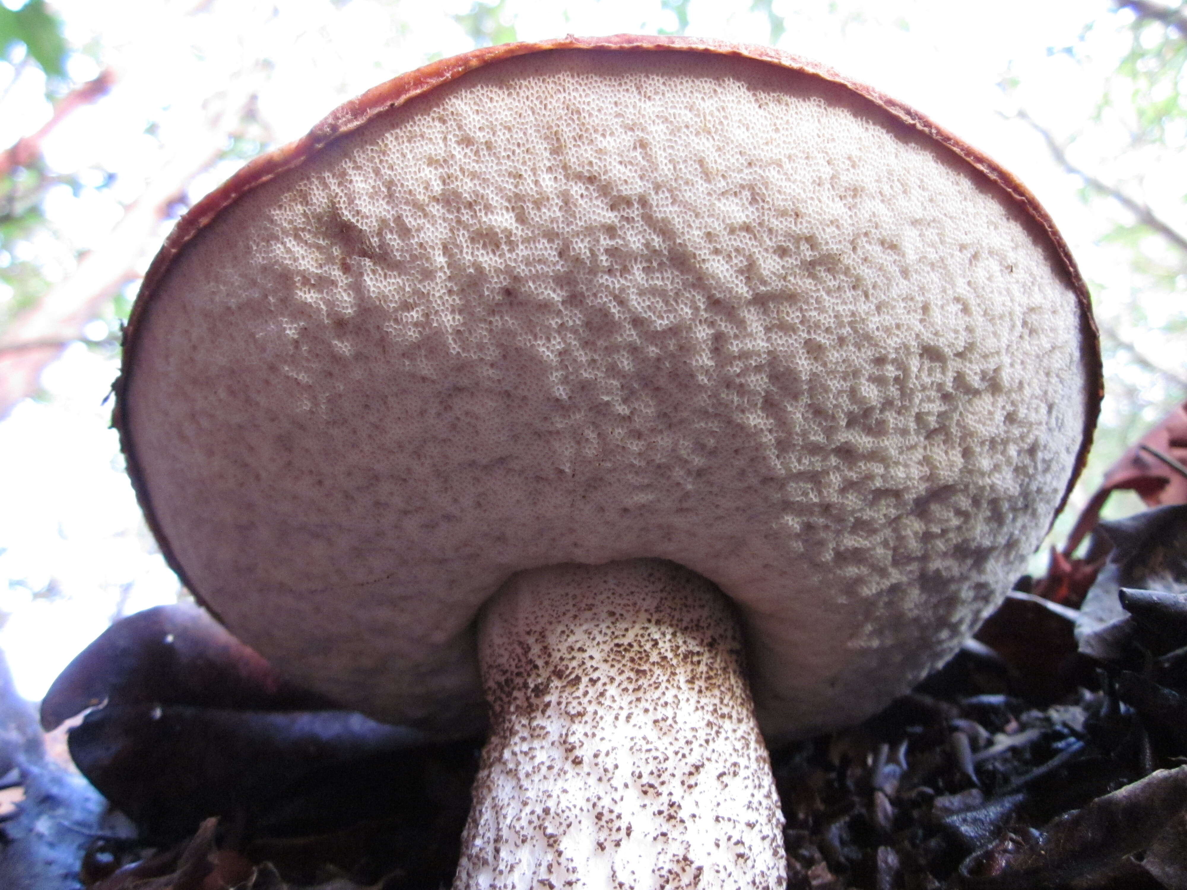 Image of Leccinum manzanitae Thiers 1971