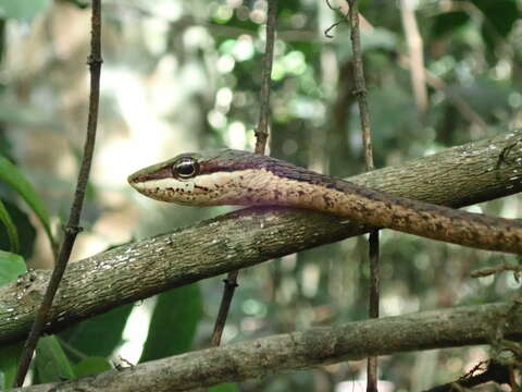 Image of Twig snake