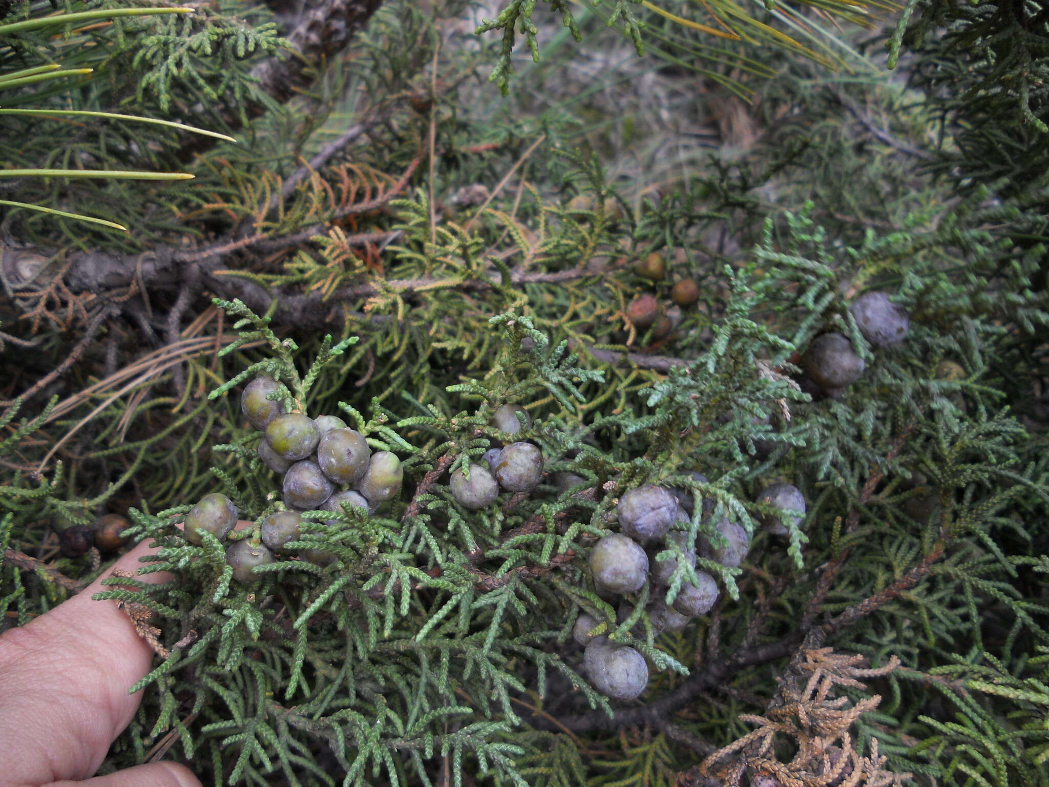 Слика од Juniperus monticola Martínez