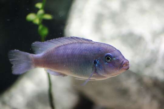 Image of Cichlid