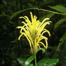 Image of Justicia aurea Schltdl.