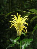 Image of Justicia aurea Schltdl.