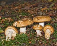 Image of Stinking Russula