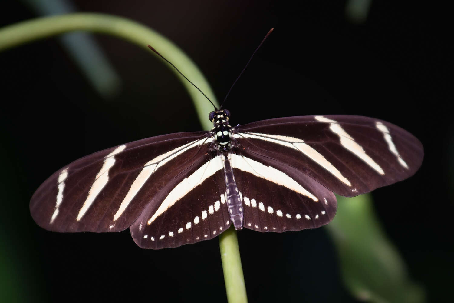 Image of Zebra Longwing