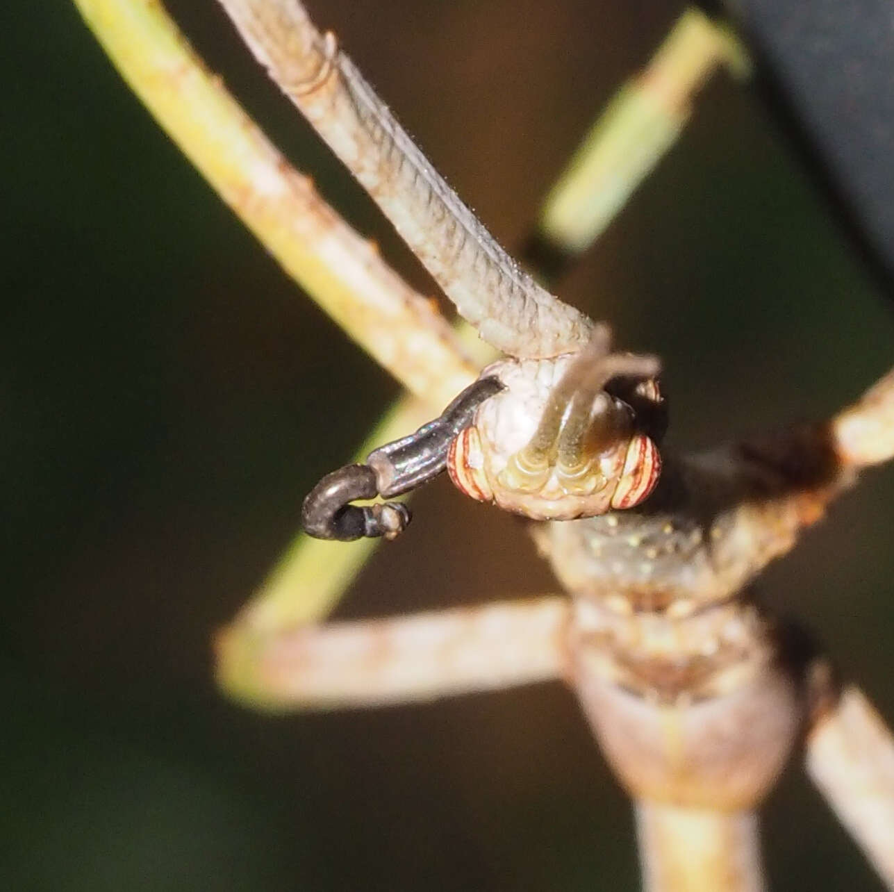 Image of Acrophylla wuelfingi (Redtenbacher 1908)