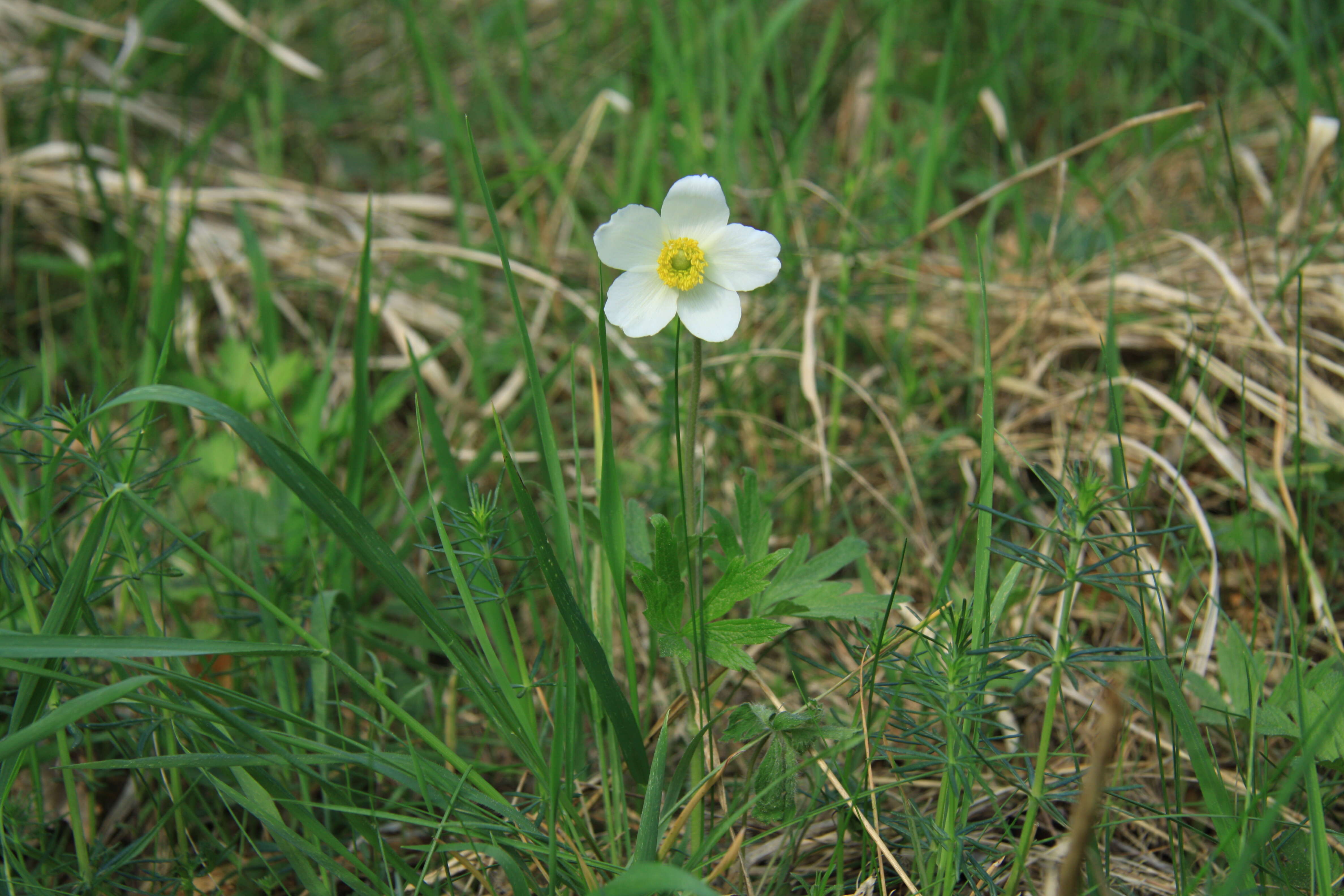 Image of Snowdrop Anemone