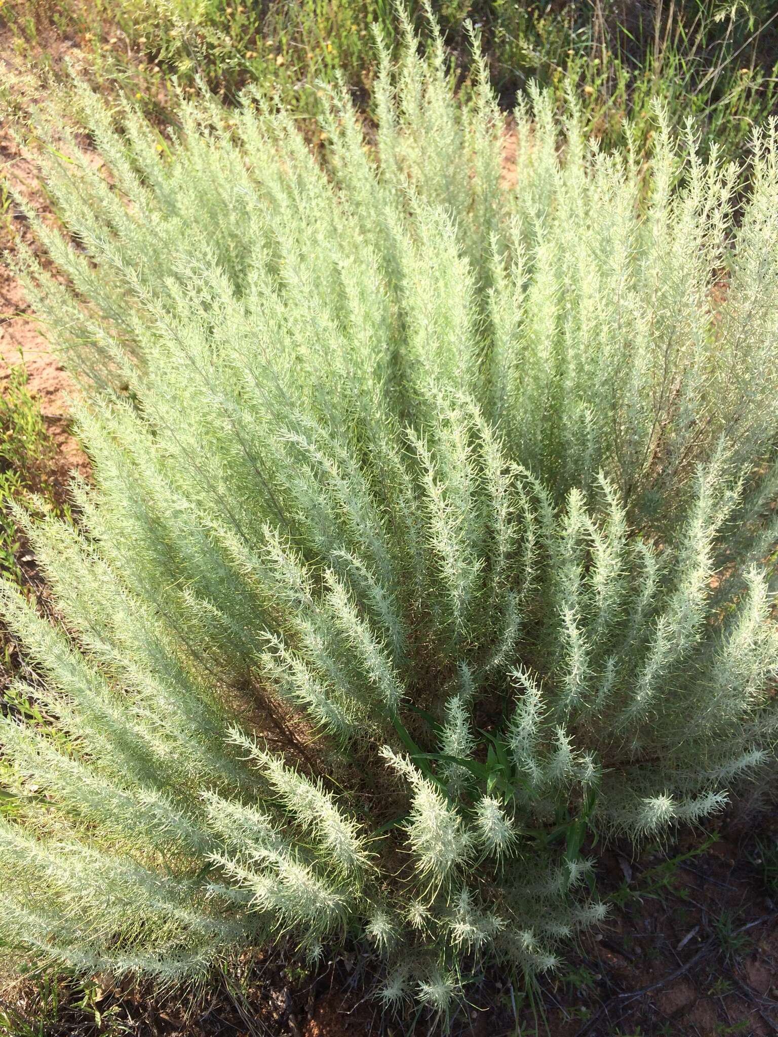 Artemisia filifolia Torr. resmi