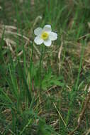 Image of Snowdrop Anemone