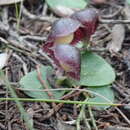 Image of Stately helmet orchid