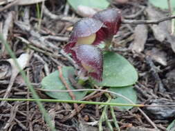 Image of Stately helmet orchid