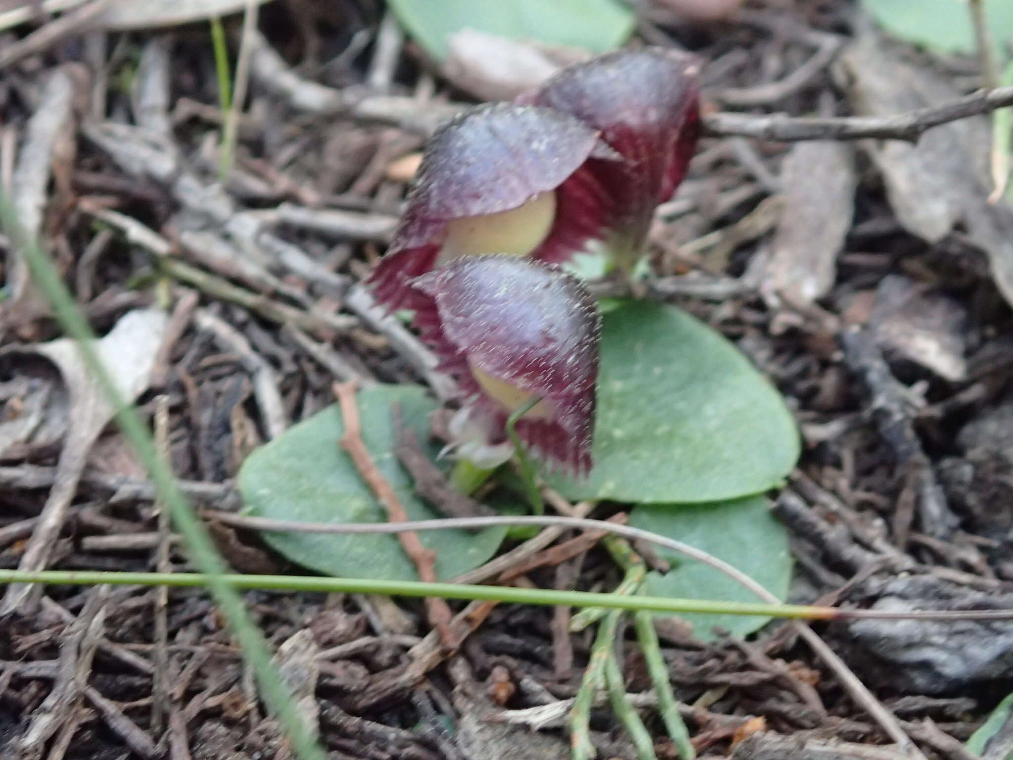 Image of Stately helmet orchid