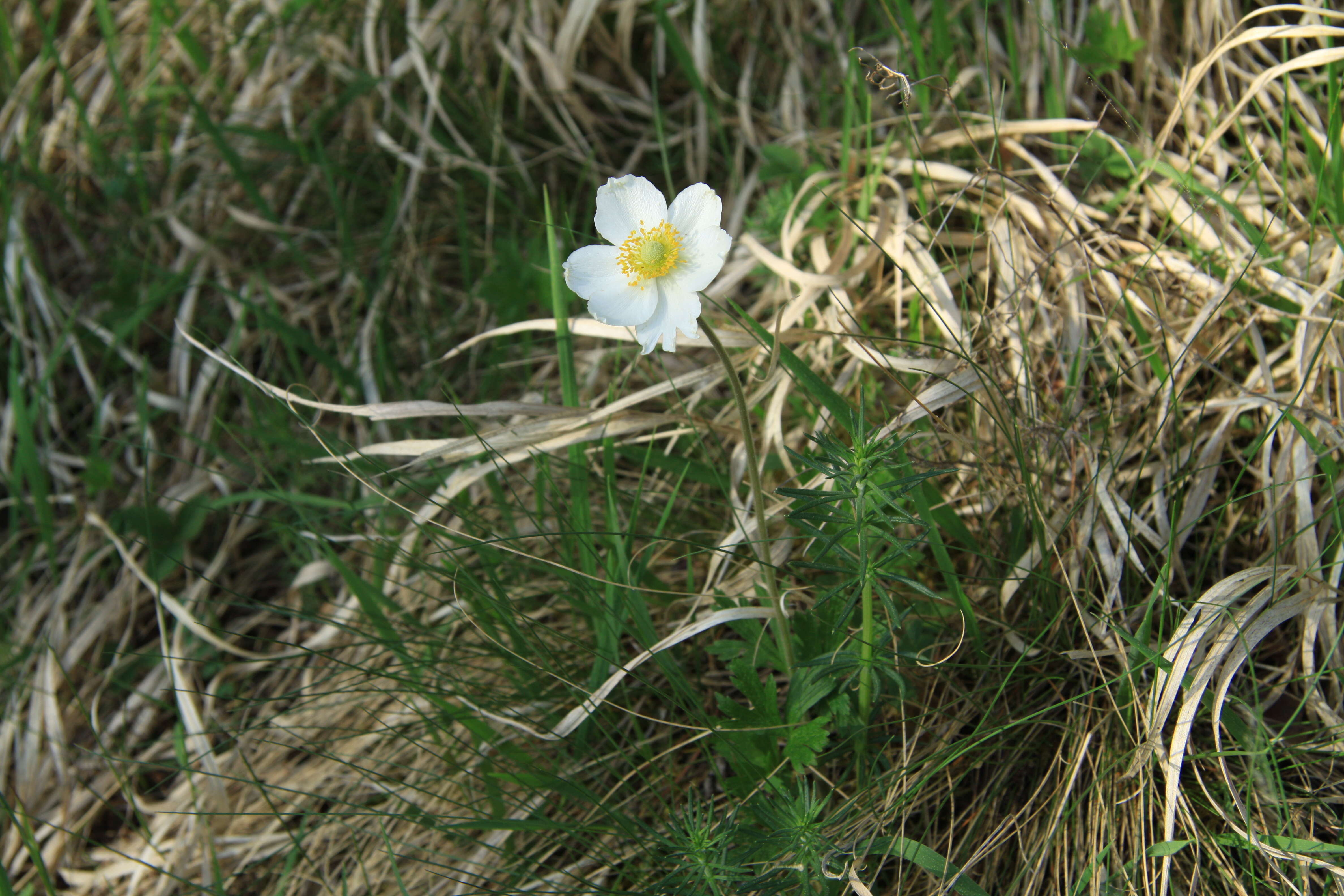 Image of Snowdrop Anemone