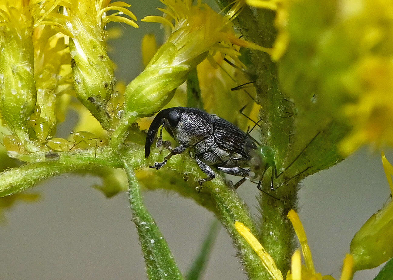 Image of Odontocorynus salebrosus Casey & T. L. 1892