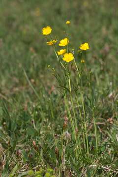 Image of common buttercup