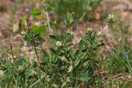 Imagem de Trifolium montanum L.