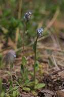 Image of strict forget-me-not