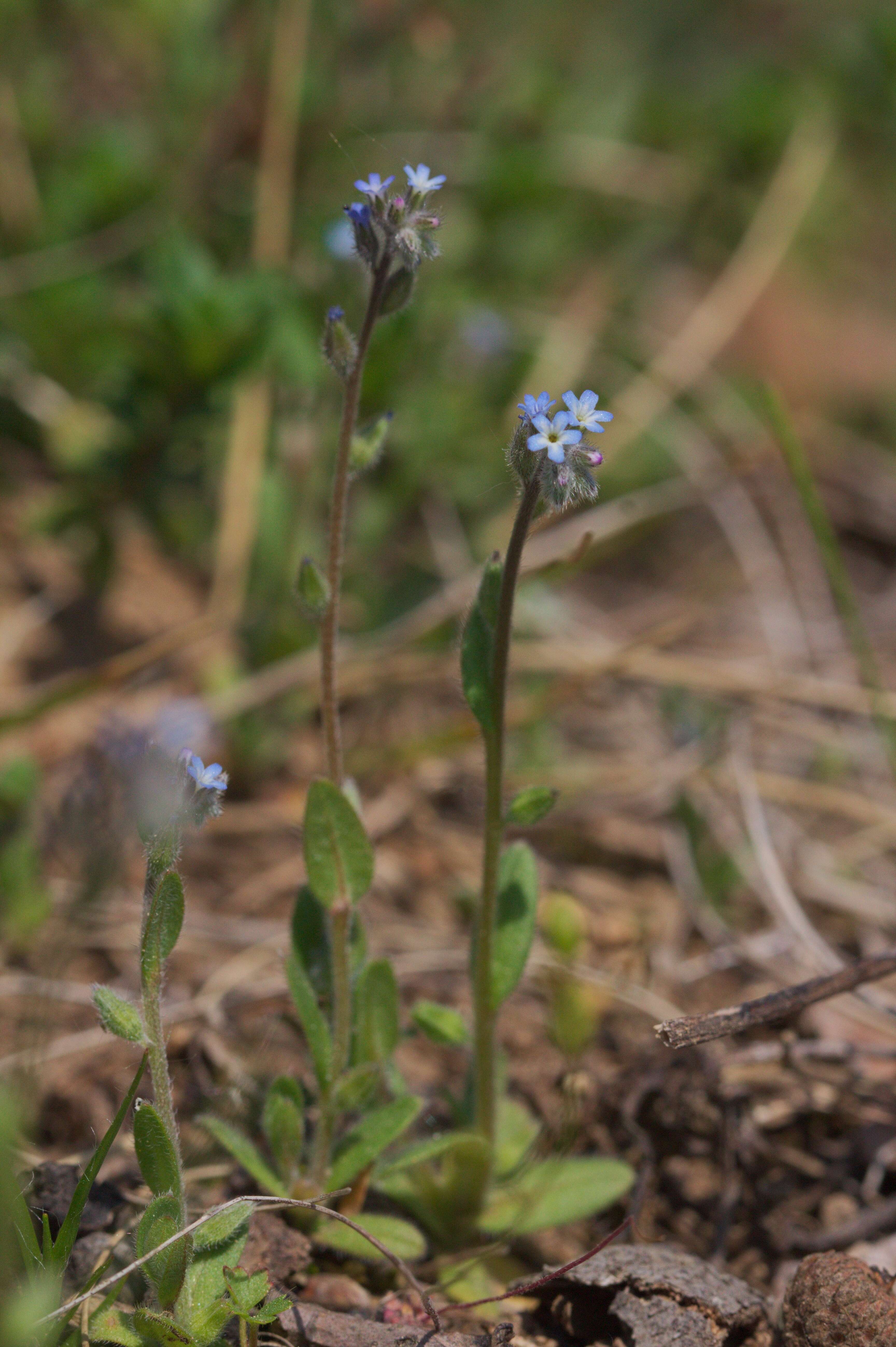 Image of strict forget-me-not