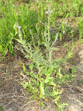 Image of gray vervain